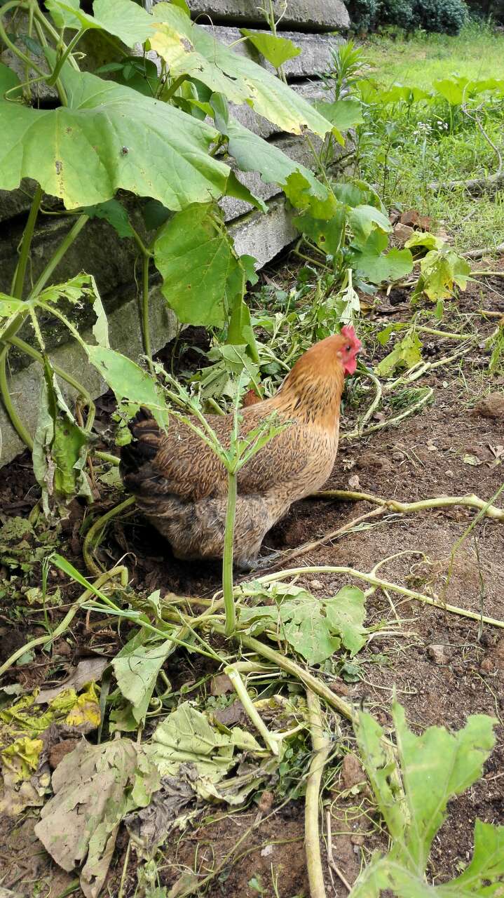 森林叔真正的纯生态山林散养土鸡
