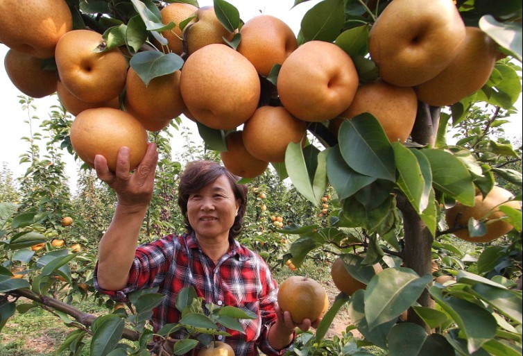 乐活晋城&康庄农业,中秋送好"梨"