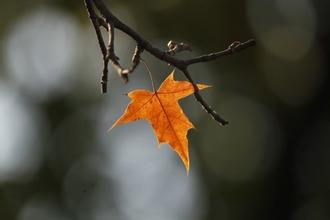 武协秋游感想录 | 一叶知秋 一句思秋